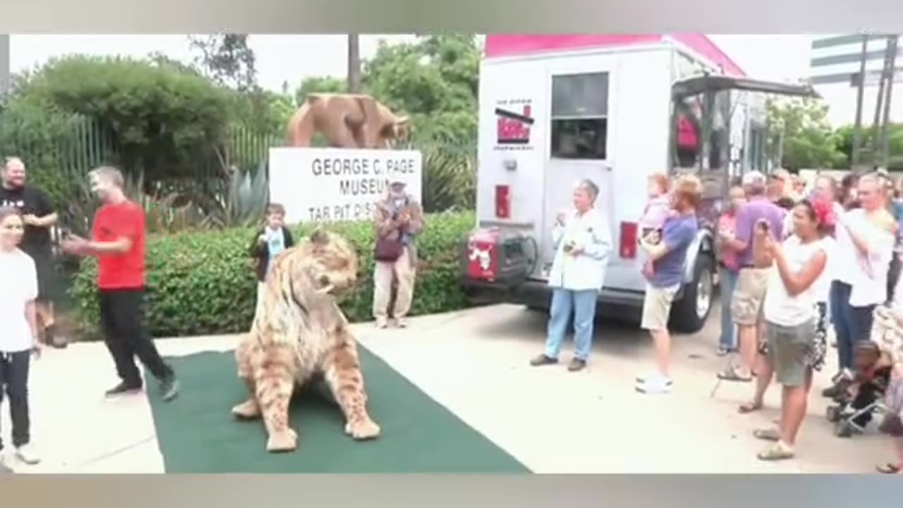 World biggest Cat 😺😺😍❤️