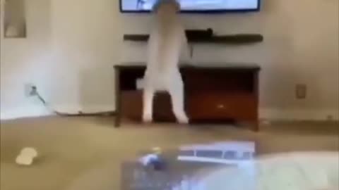 #funny #funnyvideos #pet #funnydog #funnycat #pets #dog #cat #dogs #cats #animals #animal #fypシ゚viral #foryou