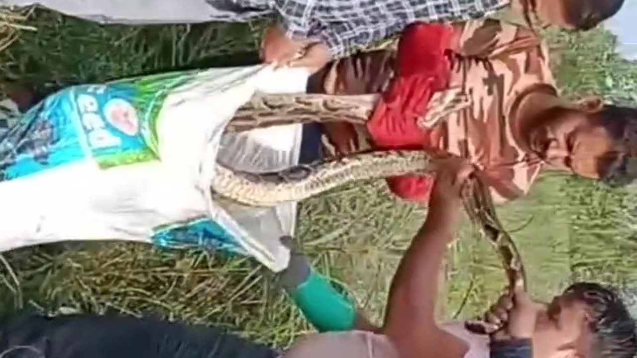 Big python rescue forest 🐍🐍🐍🐍😱