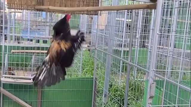 Can your chickens fly like that? My hobby is flying