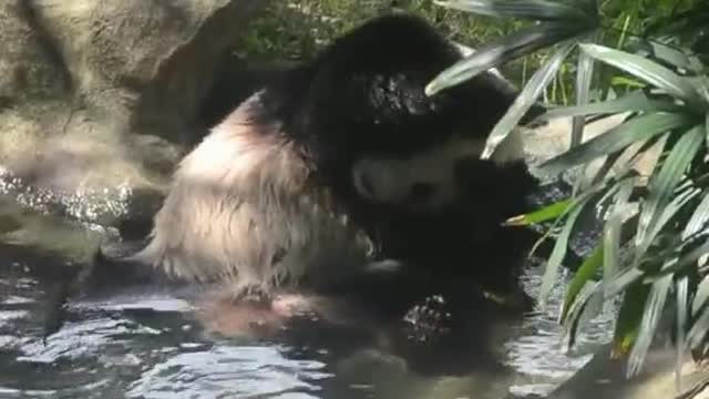 The panda is taking a bath