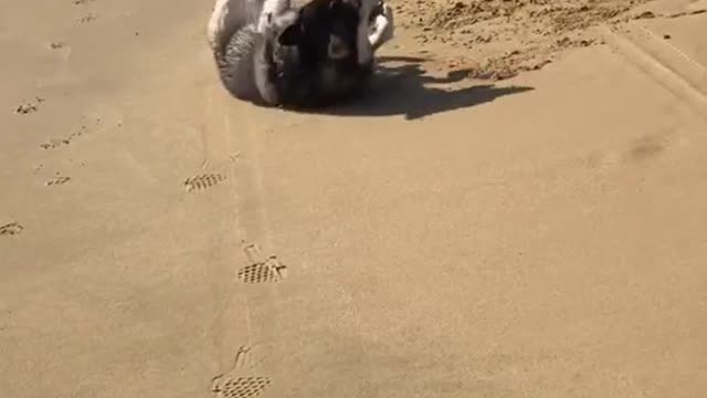 Does your dog do this too?