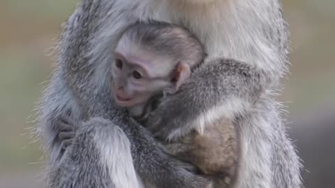 The top of the monkey's head is a little green