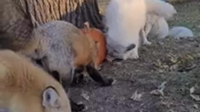 Behind the scenes; trying to get cute fox pictures...