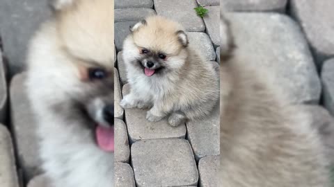Adorable Puppy Compilation Will Brighten Your Day
