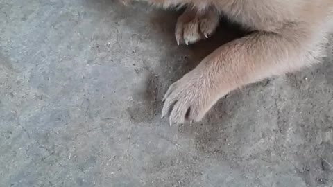Fighter puppies 🐶 fight each other