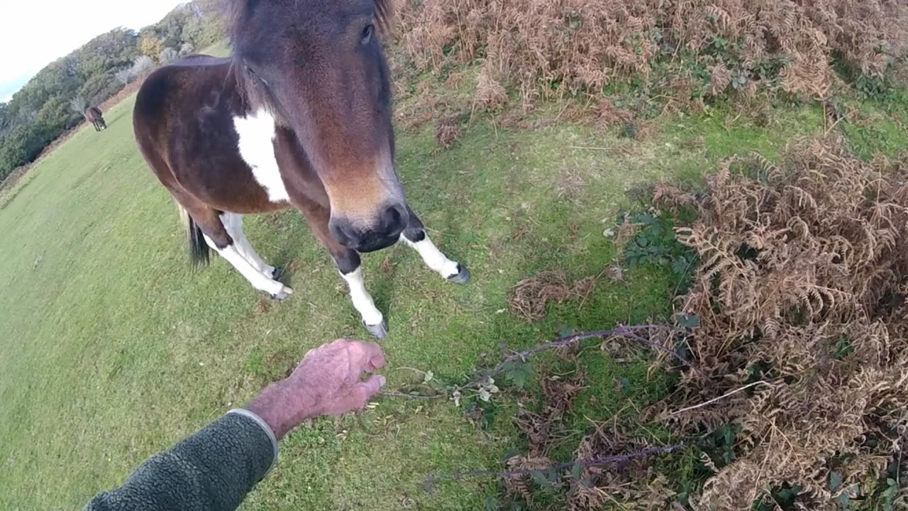 Opera Guy music and the Dartmoor Hill Ponies Devon England Ocean City