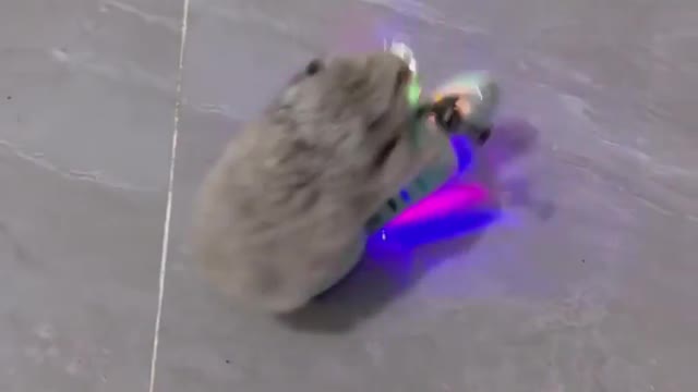 Cute hamster ride toy scooter