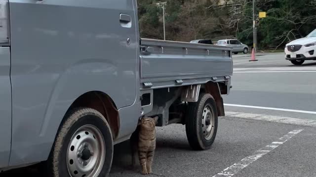 The cat fell in love with the truck