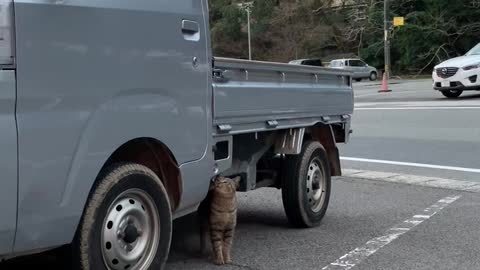 The cat fell in love with the truck