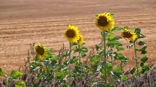 Sunflower Stock Video