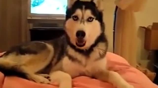 Husky is Talking. it say "i love you"