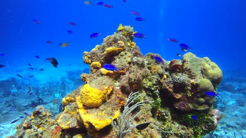 Cozumel Scuba Diving Paraiso Reef Blue Chromis School