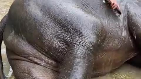 Washing Elephant cleaning & bathing elephant
