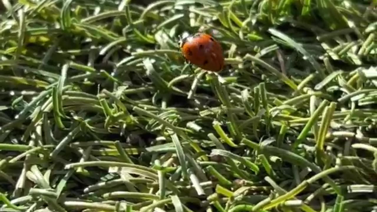 #insects #ladybug #shorts #viral