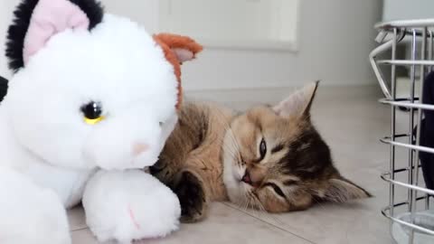 Here is the reaction of a kitten surrounded by lots of toys