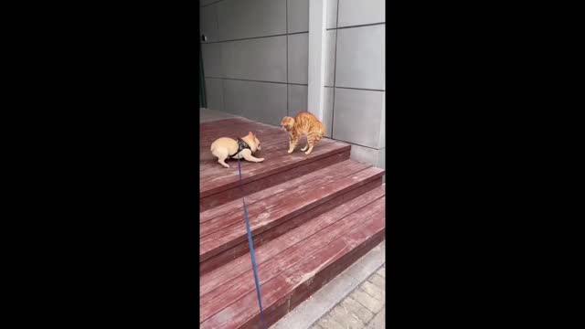 funny cat videos