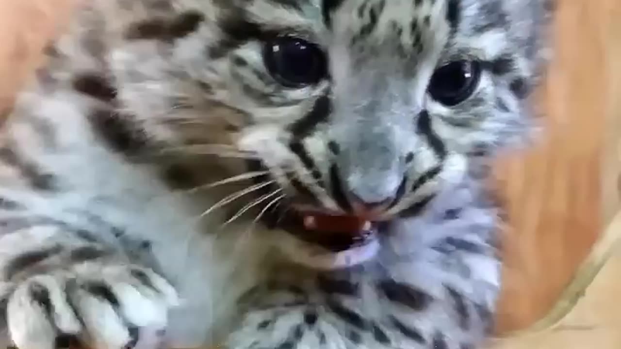 Baby_vs_Soldier_Animal_🦅_Transforma___ #shortfeed #viral