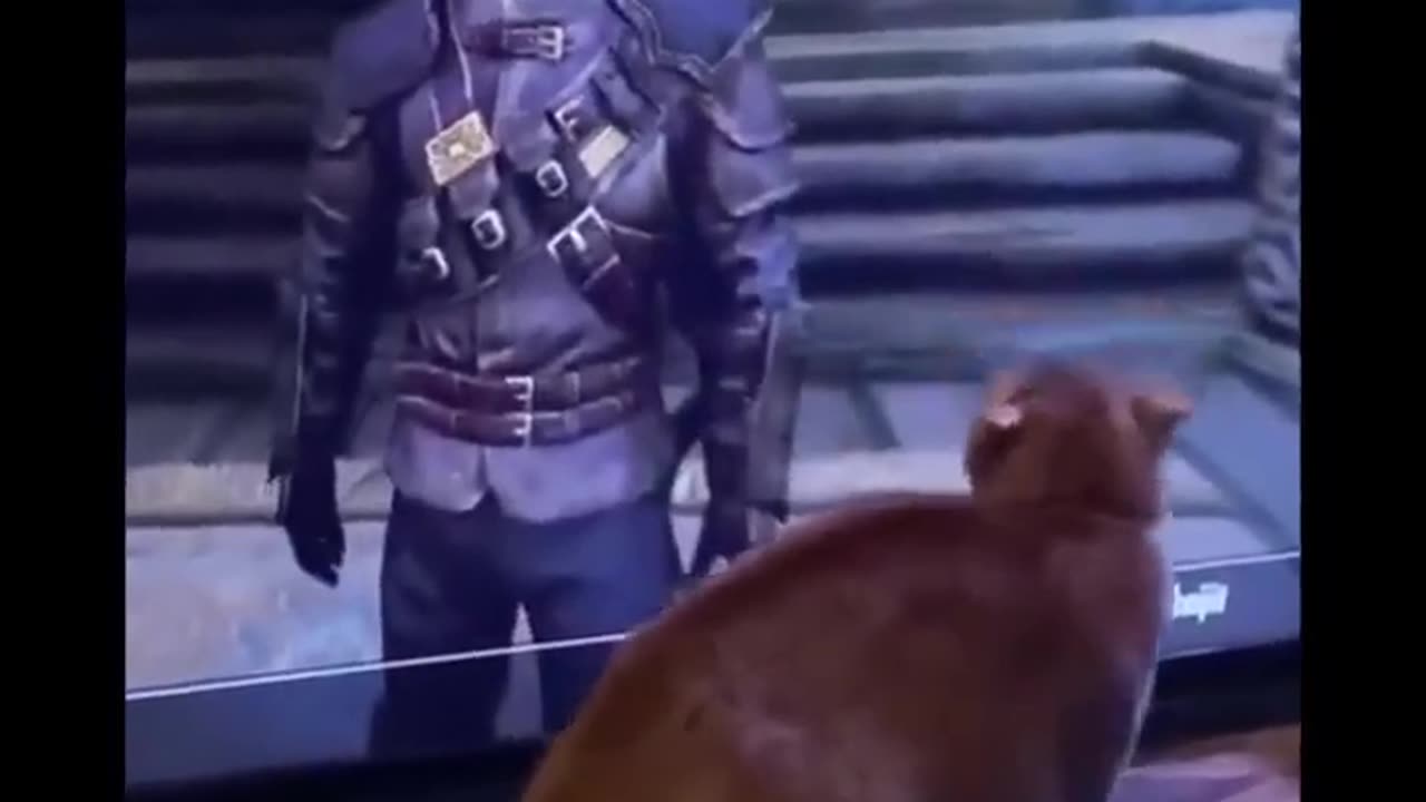 The Funniest Cat Video Compilation Ever!