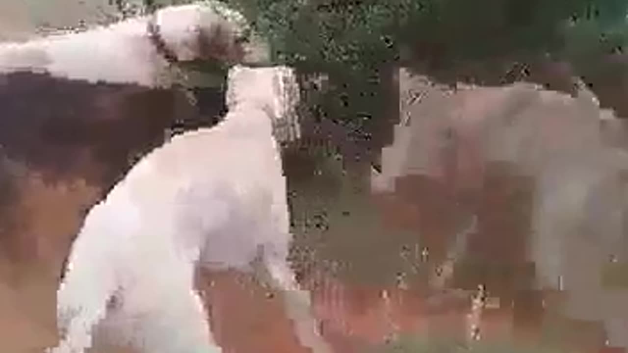 boergreyhounds take a constrictor snake and warthog