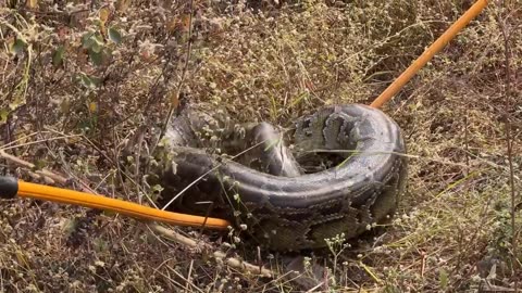 BIG SNACK HUNT FROM RESIDENTIOAL AREA