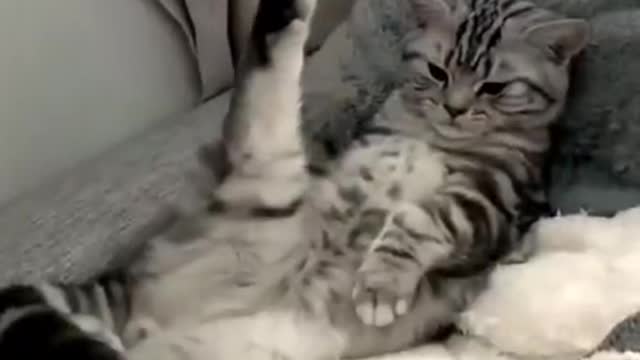 Who can resist the temptation of the master cat