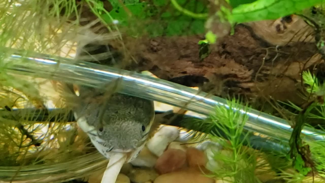 Bichir fish eating a nightcrawler haha