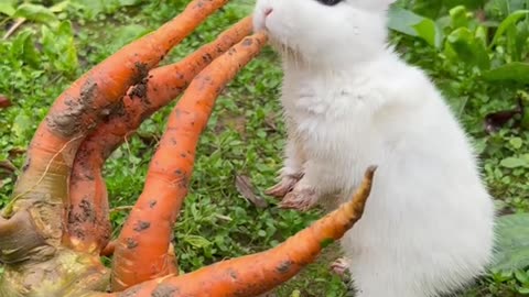 Cute rabit eating