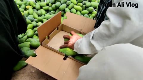 Export Mango quality Vilog