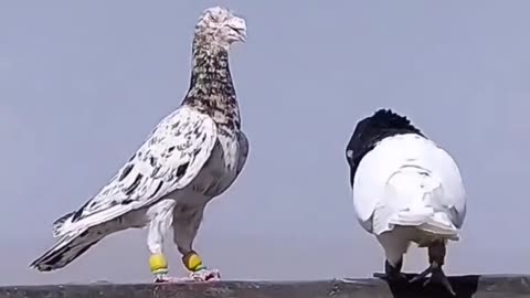 Pigeon forge || pigeon Video || new pigeons || pigeon pair || fancy pigeons #pigeon