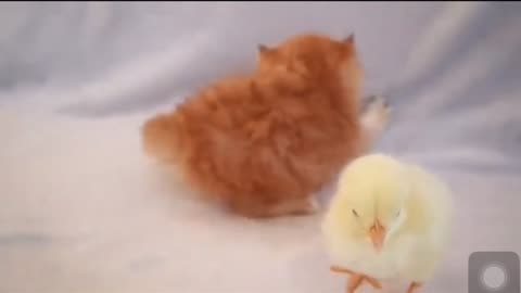 Kittens walk with a tiny chicken