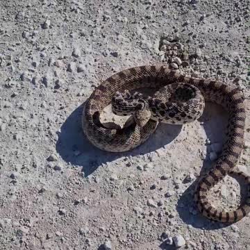 5 Foot Very Mean Gopher Snake Strikes At Me