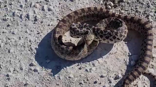 5 Foot Very Mean Gopher Snake Strikes At Me