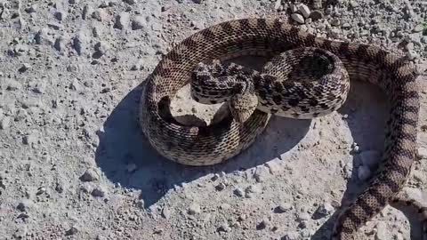 5 Foot Very Mean Gopher Snake Strikes At Me