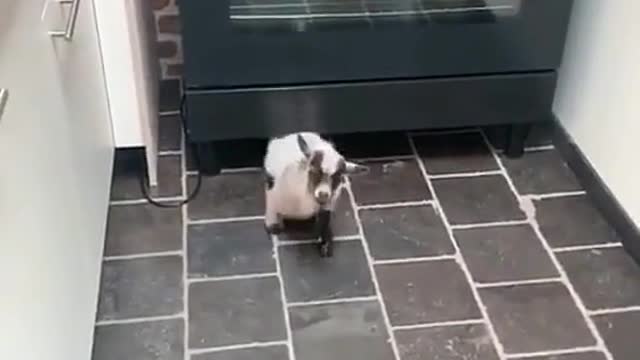 Smol goat does a sneak (ig gustthegoat)
