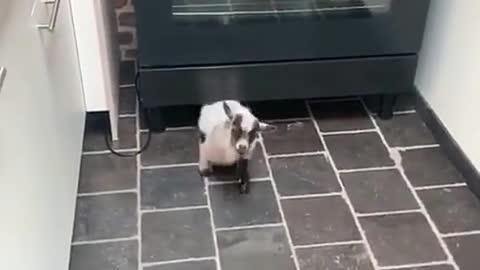 Smol goat does a sneak (ig gustthegoat)