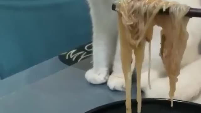 Cat 🐈 look cooking 🍳 egg and look a funny style.