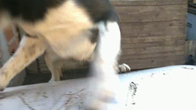 dog playing