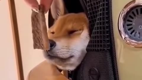 funny dogs video's