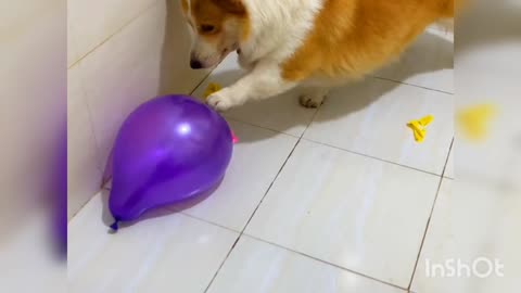 Cut dogy , funny dogy, dogy 2023,funny animals 2023