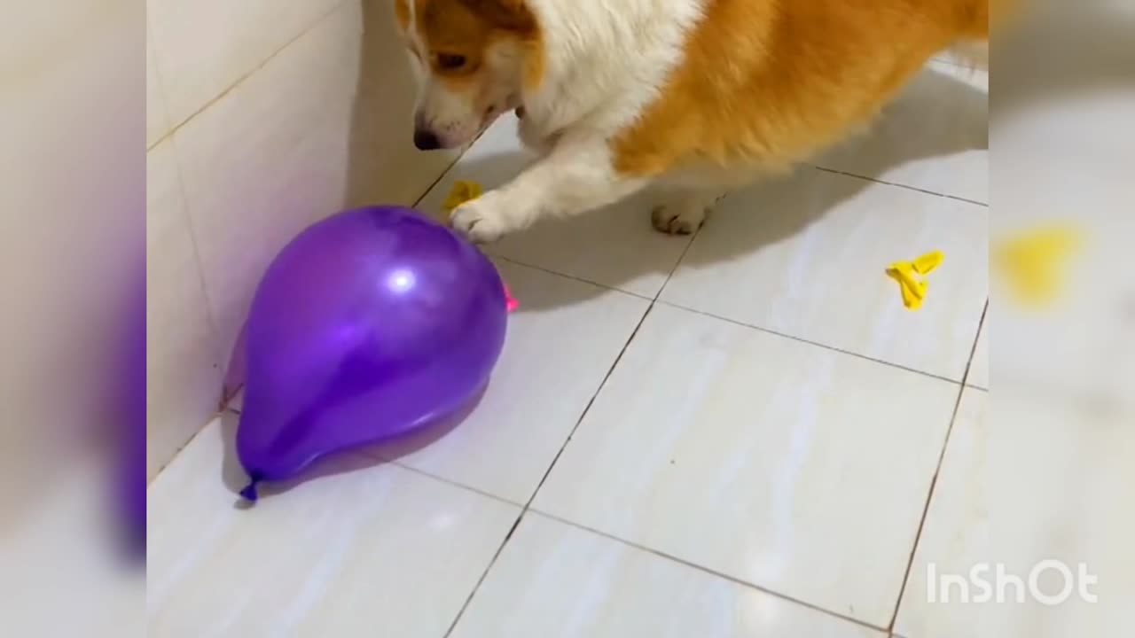 Cut dogy , funny dogy, dogy 2023,funny animals 2023