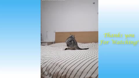 Cute pets funny video...