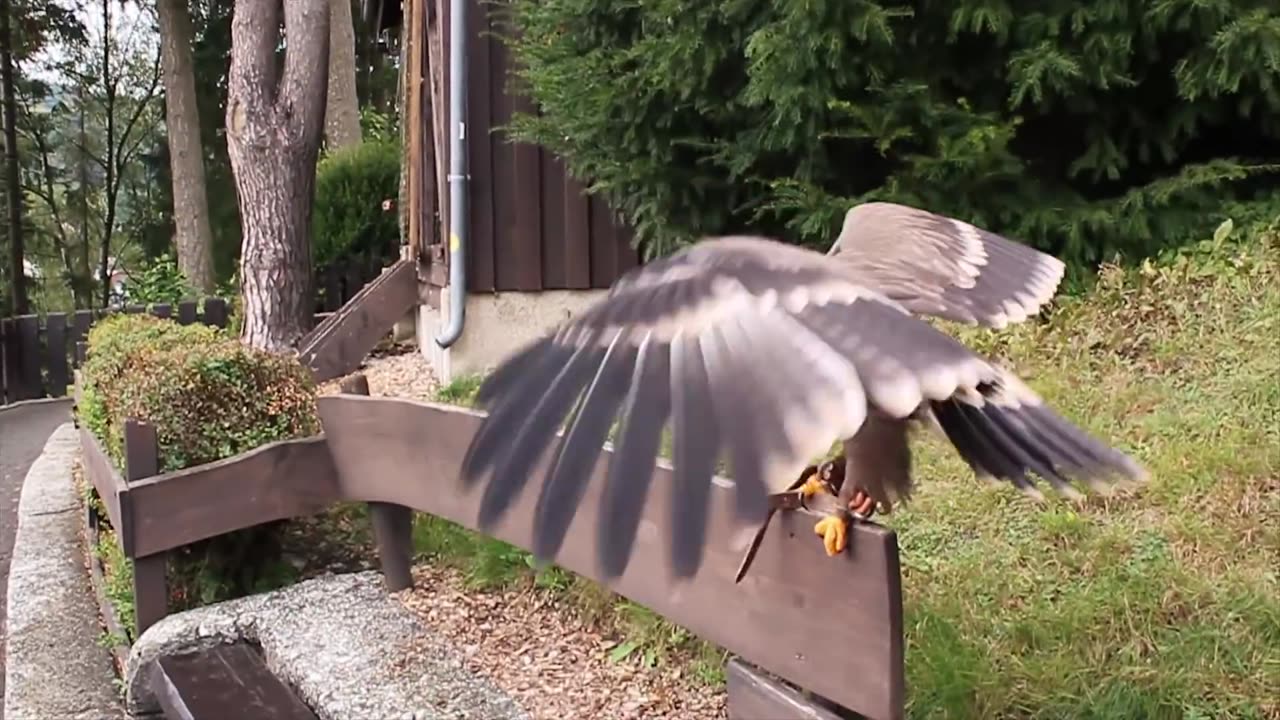 From Birth to First Flight, Eagle