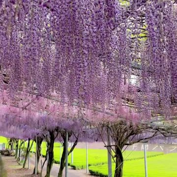 Kawachi Fuji Garden Japan