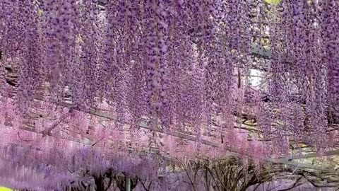 Kawachi Fuji Garden Japan
