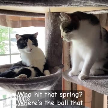 Unanswered questions when cats are involved (Leia is looking at Kylo 🤔🤨) #catshenanigans