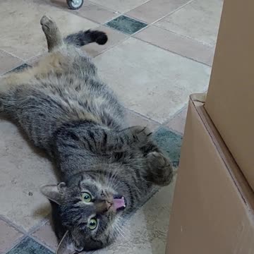 This cute cat what to perform when he see's camera!!! Amazing