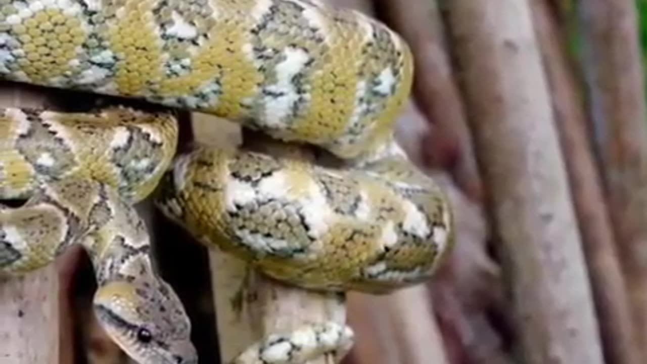 Natural video 🐍🐒🐢🐧 best video nature love