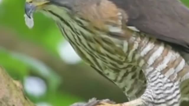 Gavião carijo papa pombo