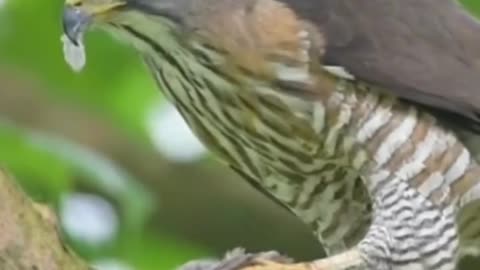 Gavião carijo papa pombo